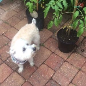 Meet your Posher, Terry